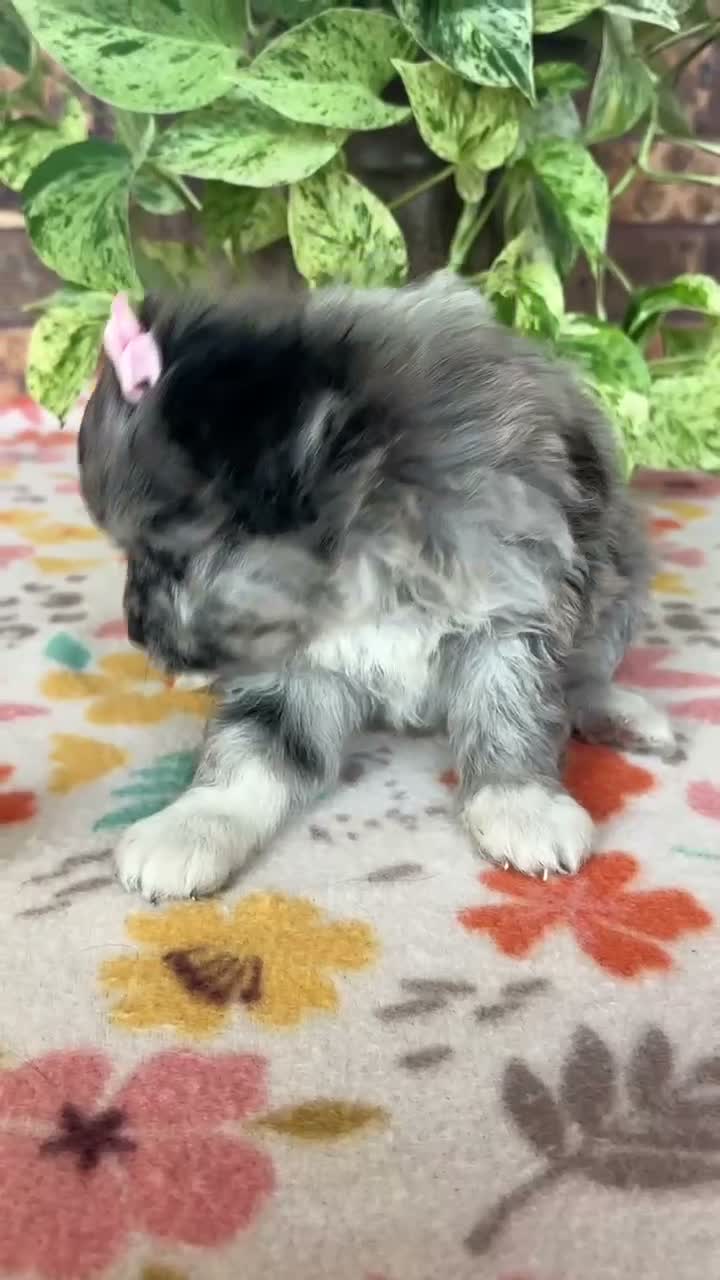 Pomapoo dogs for sale: Pomapoo 2 - Video 1