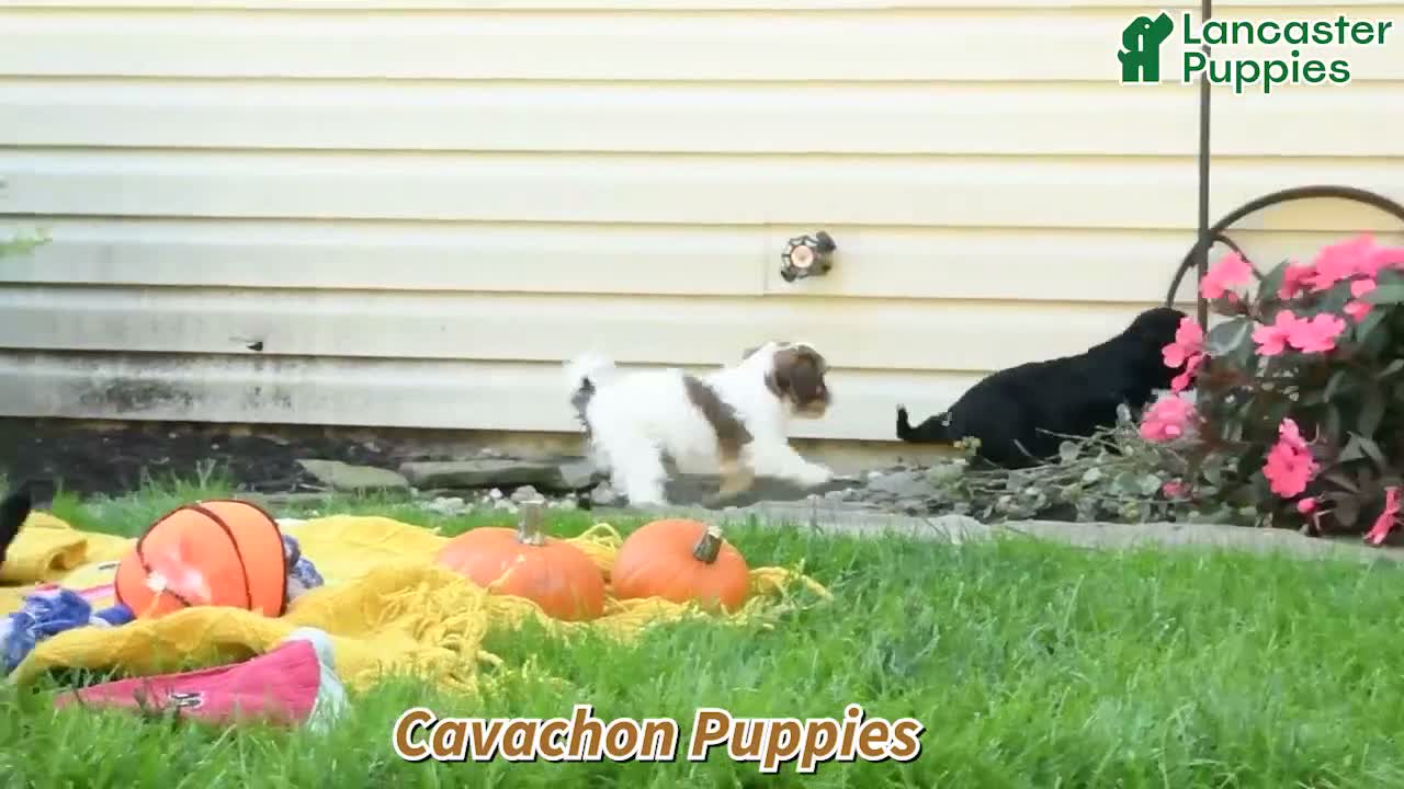 Cavachon dogs for sale: Sweet William - Video 1