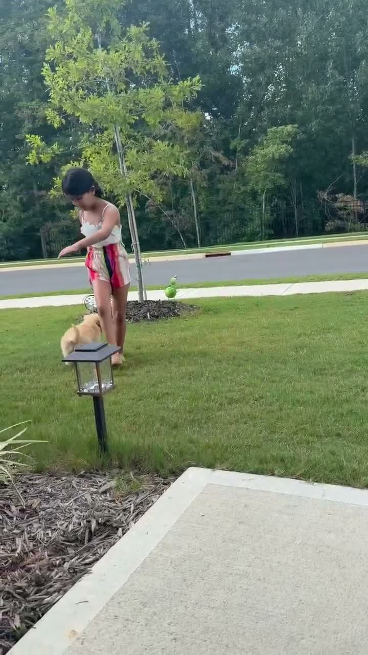 Golden Retriever dogs for sale: Golden Retriever 1 - Video 1