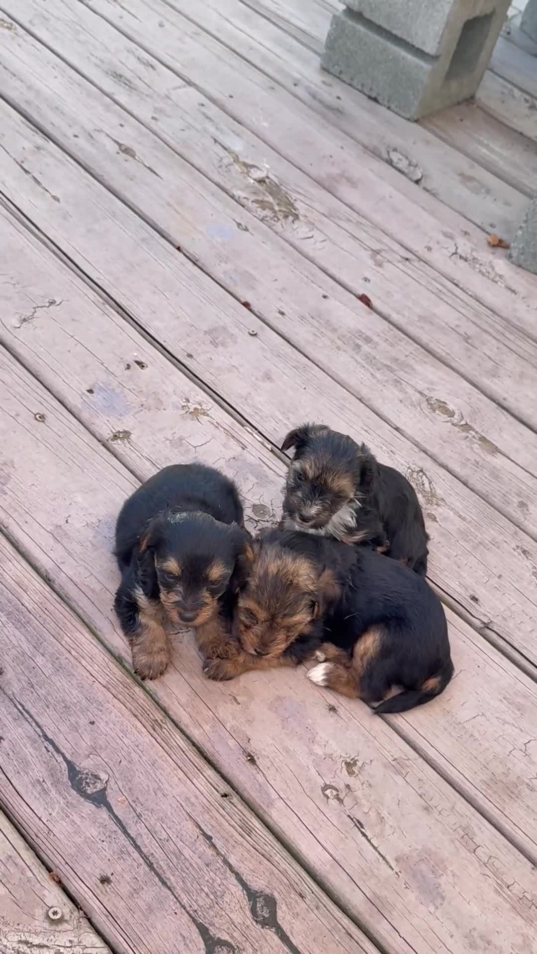 Yorkiepoo dogs for sale: Beast boy - Video 1