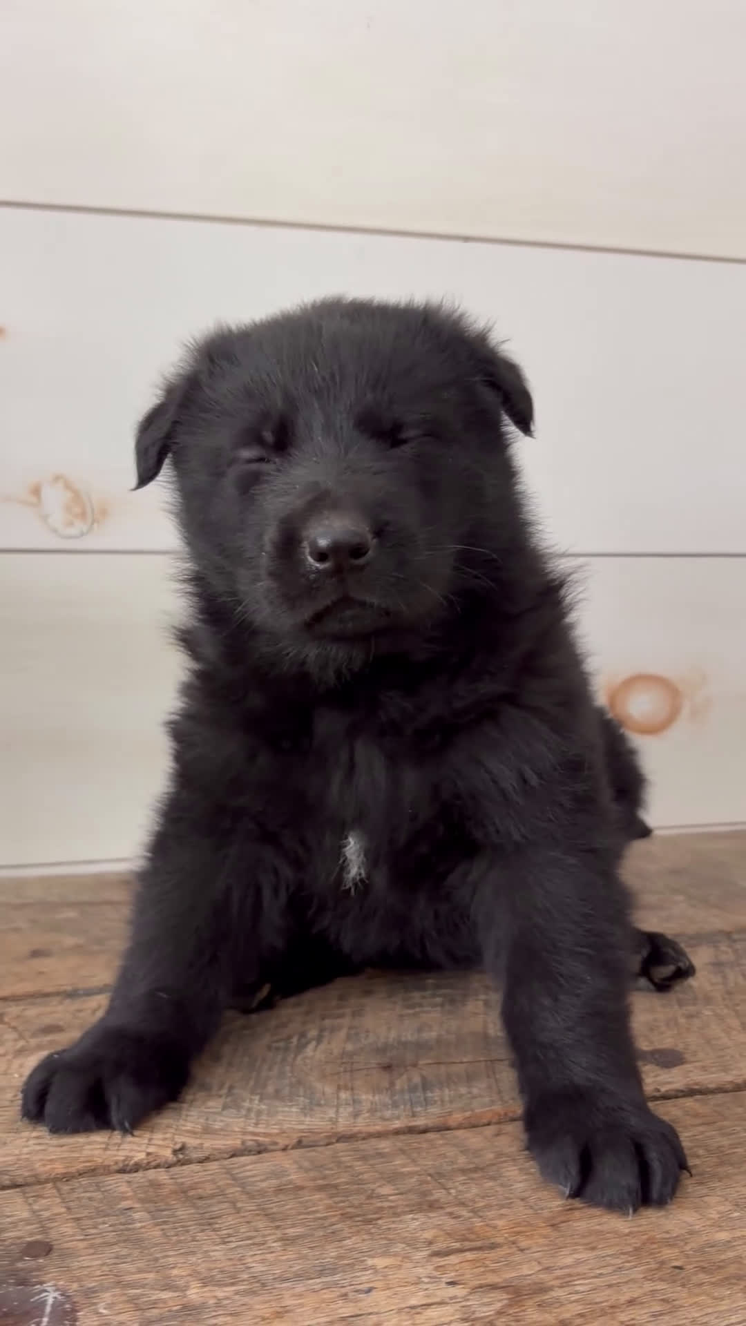 German Shepherd dogs for sale: Raven - Video 1