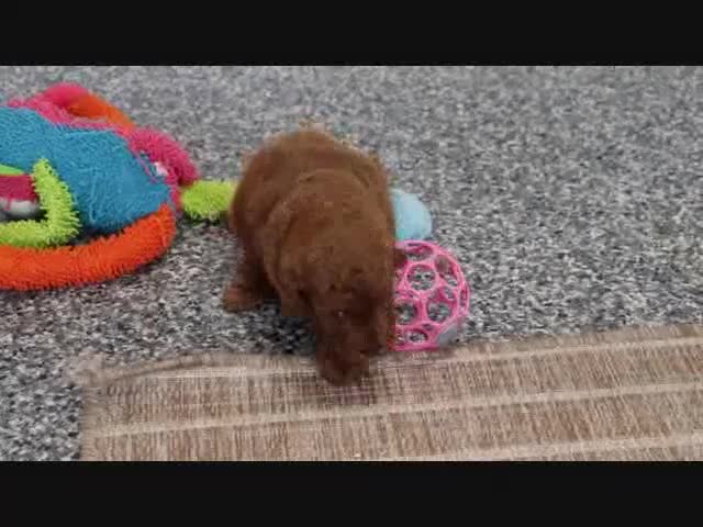 Mini Goldendoodle dogs for sale: Phoenix - Video 4