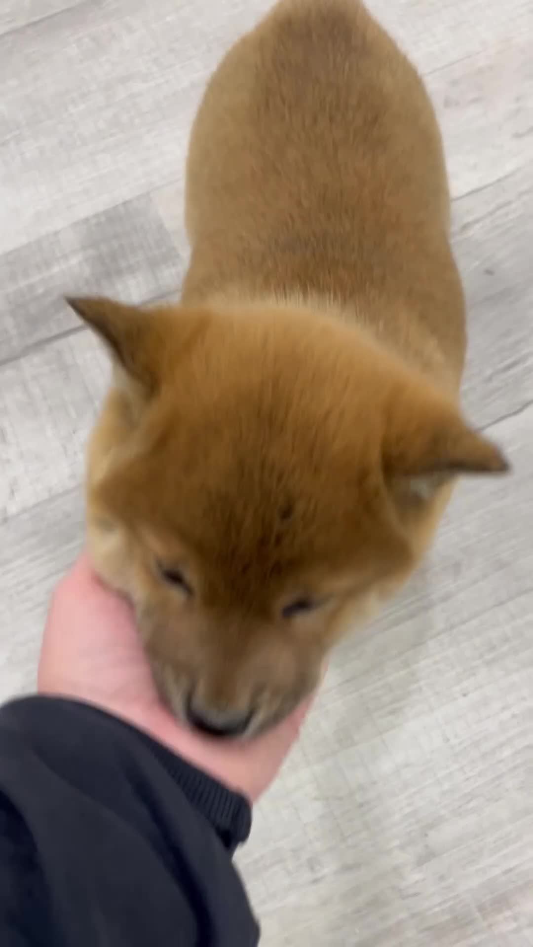 Shiba Inu dogs for sale: Champion - Video 1