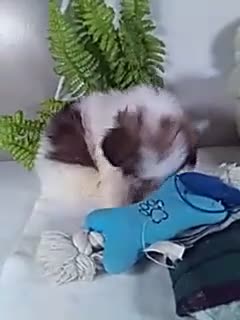 Shih Tzu dogs for sale: Axel  - Video 1