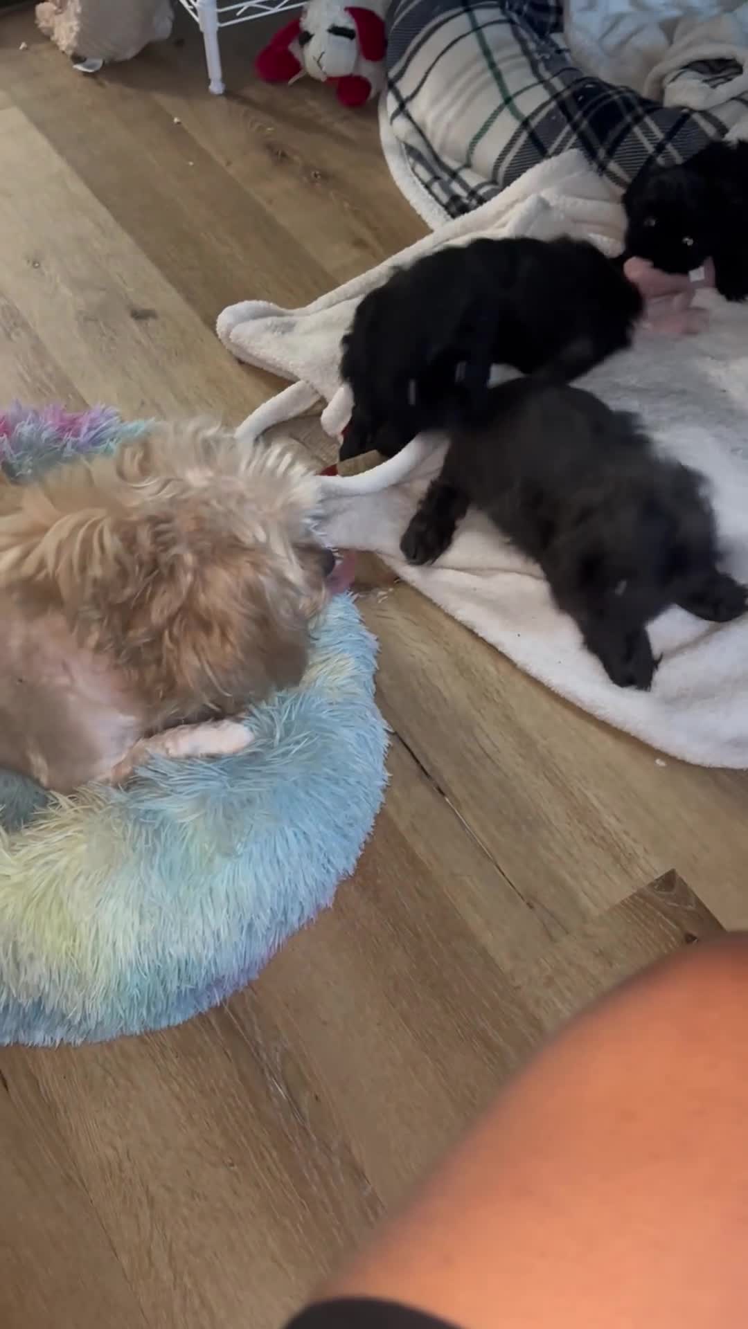 Shih Tzu dogs for sale: Shih Tzu Puppy 2 Kupkake - Video 4