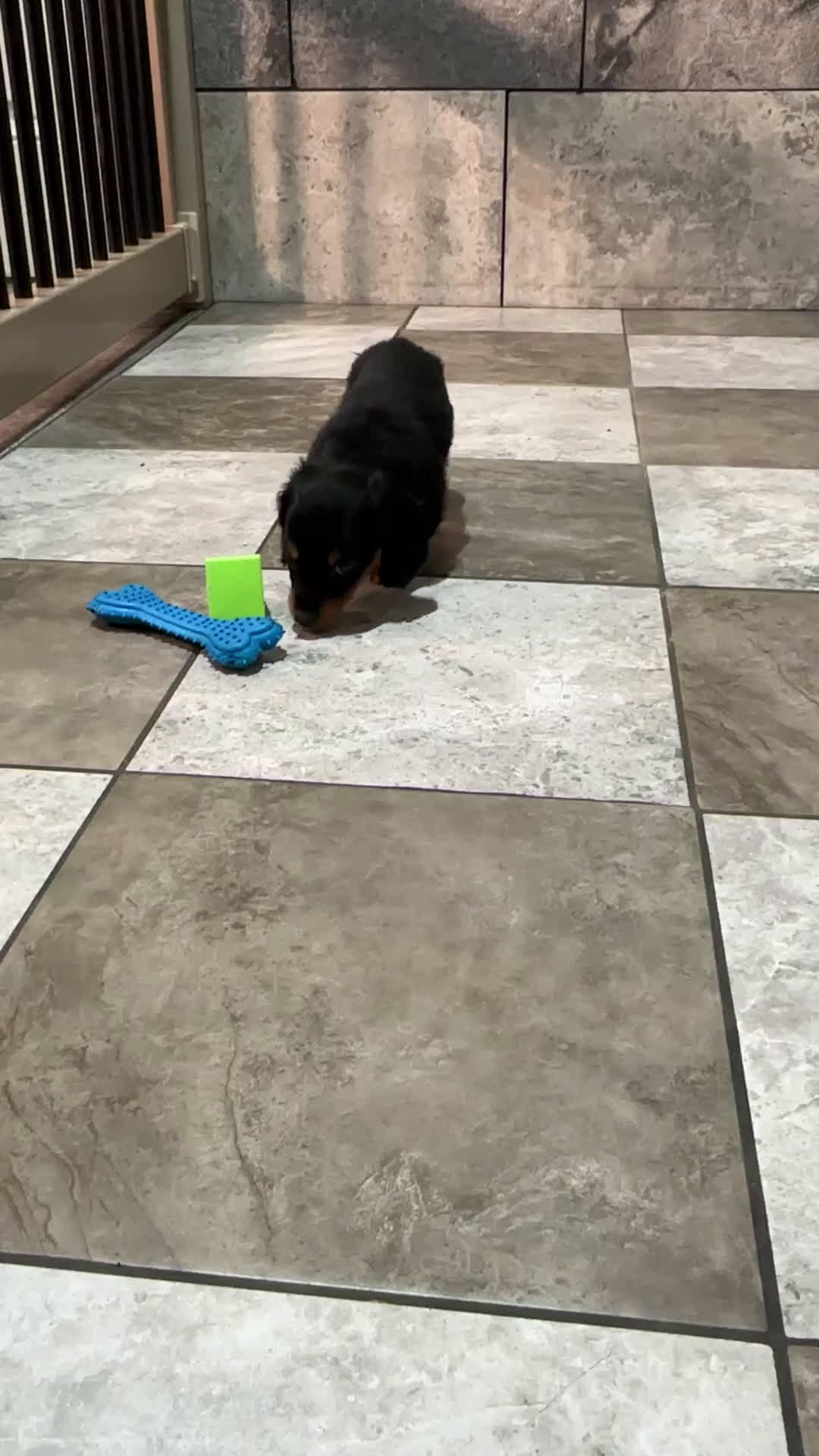 Miniature Dachshund dogs for sale: Emily - Video 1