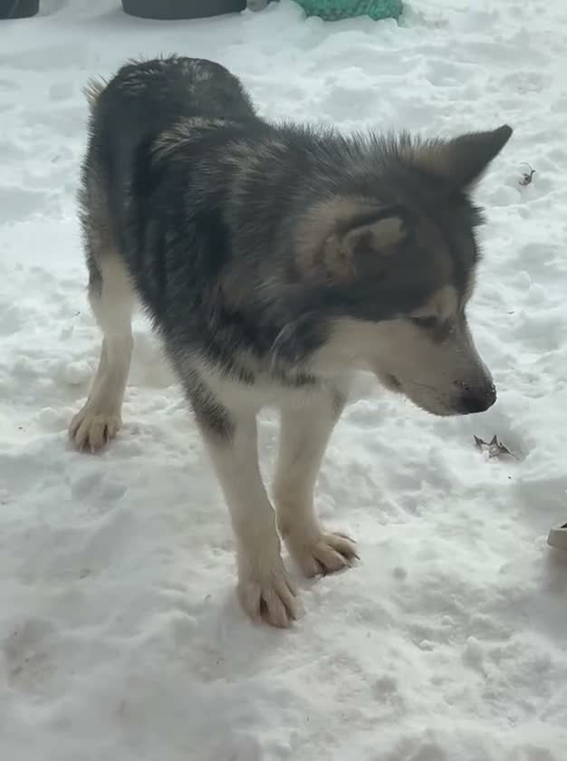 Alaskan Malamute dogs for sale: Mopple - Video 2