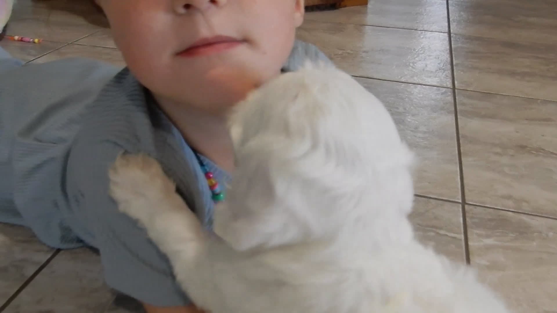 Cockapoo dogs for sale: Piper - Video 1