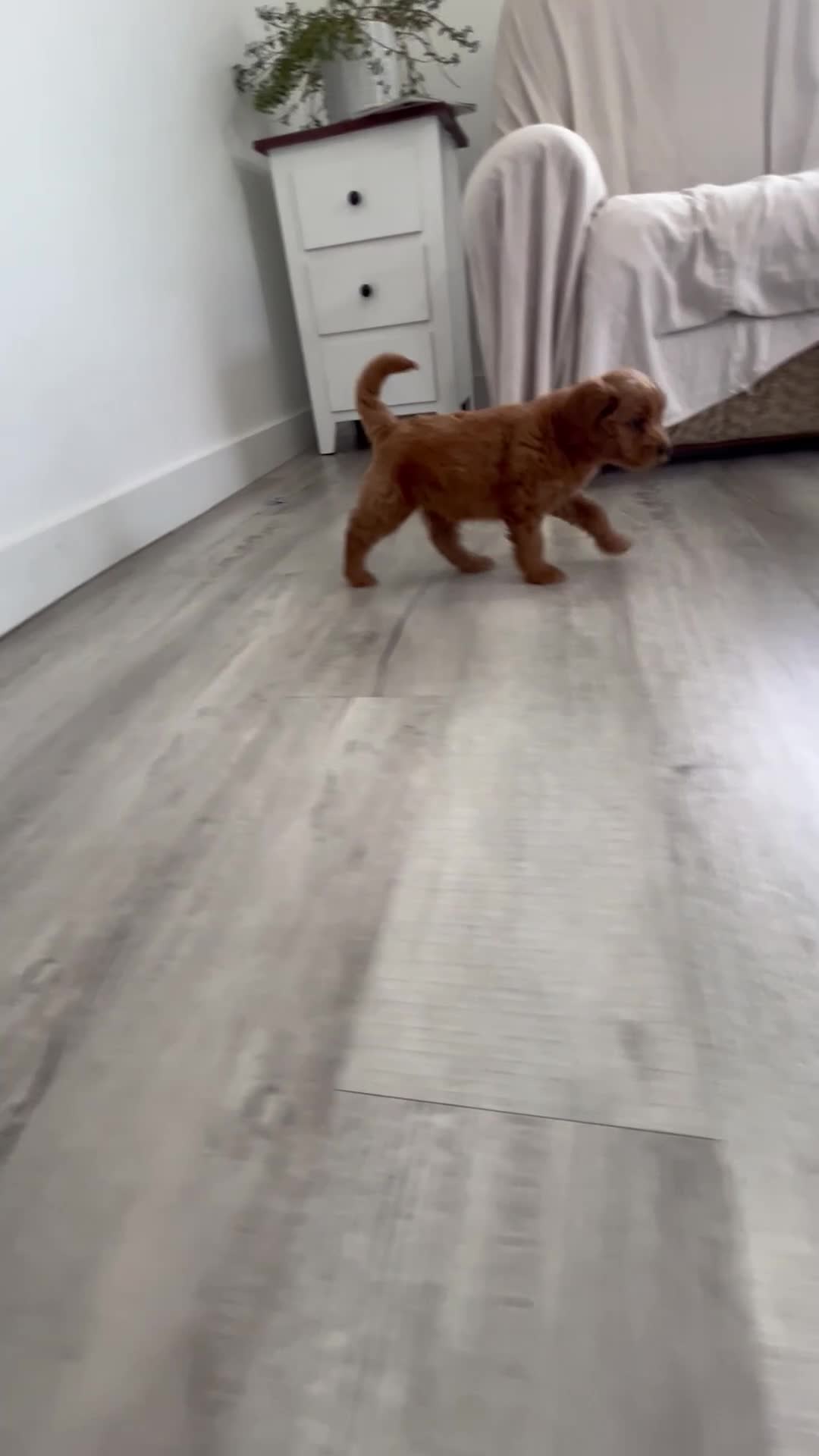 Mini Goldendoodle dogs for sale: Chloe  - Video 1