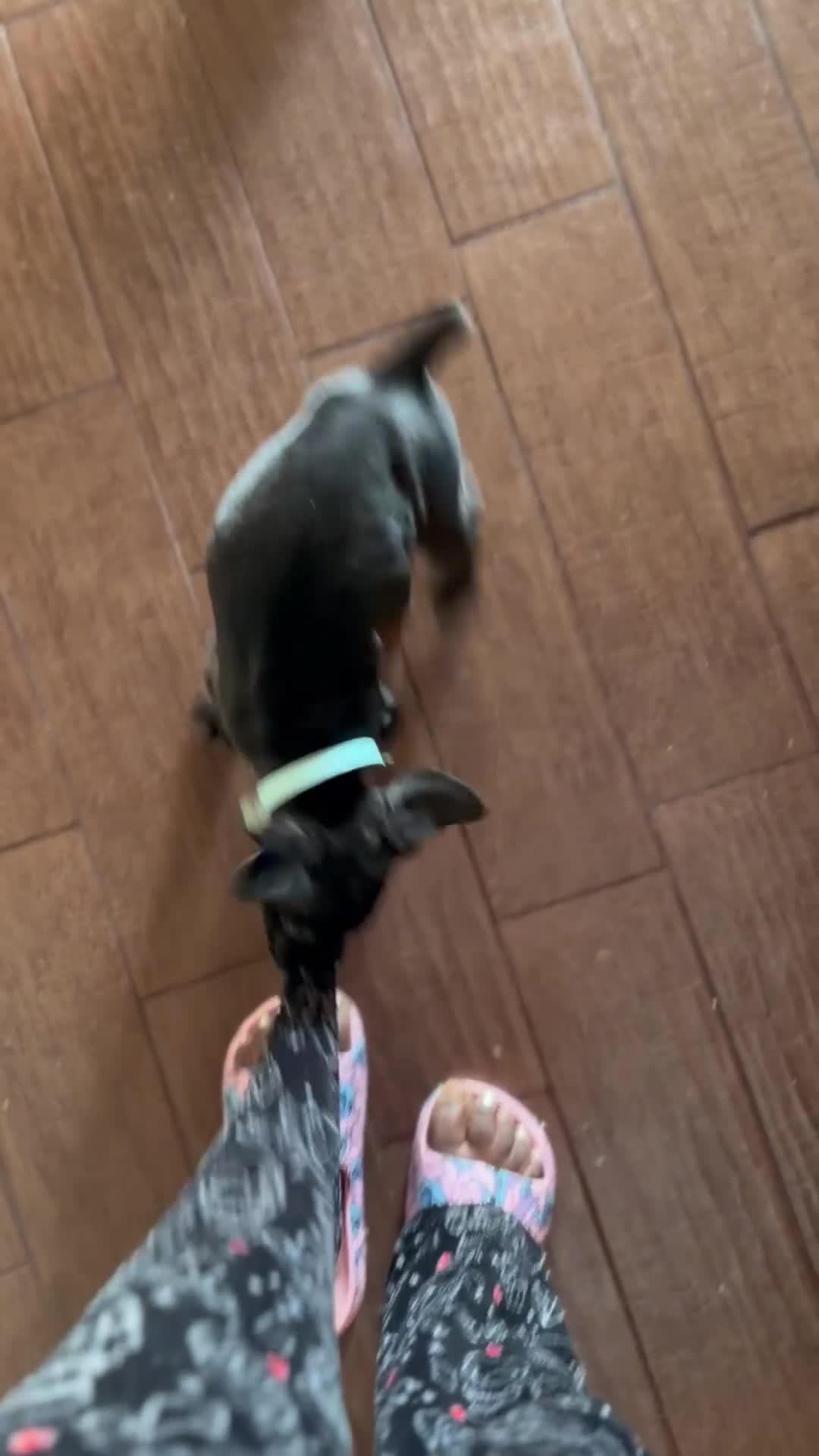 Cane Corso dogs for sale: Beyoncé  - Video 3