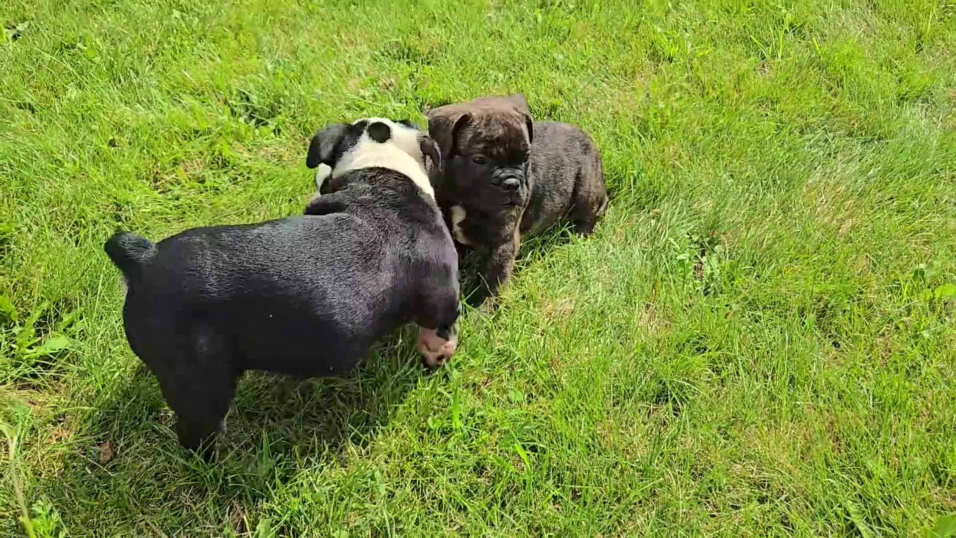 Olde English Bulldogge dogs for sale: Henry - Video 1