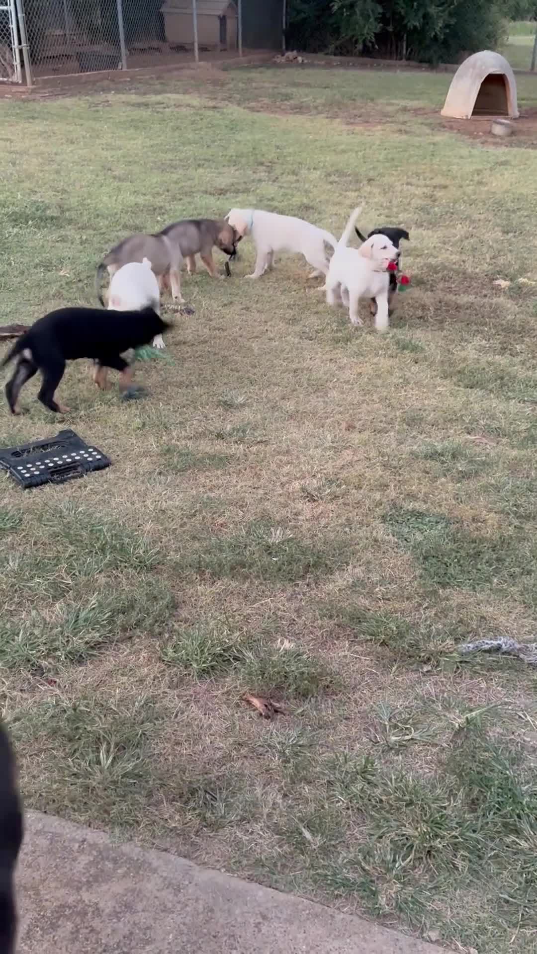 German Shepherd dogs for sale: Heidi - Video 1