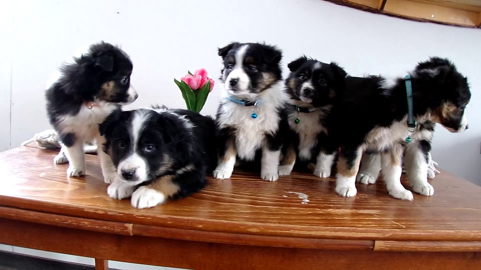 Mini Aussiedoodle dogs for sale: Mini Aussiedoodle Puppy 5 Rene - Video 1