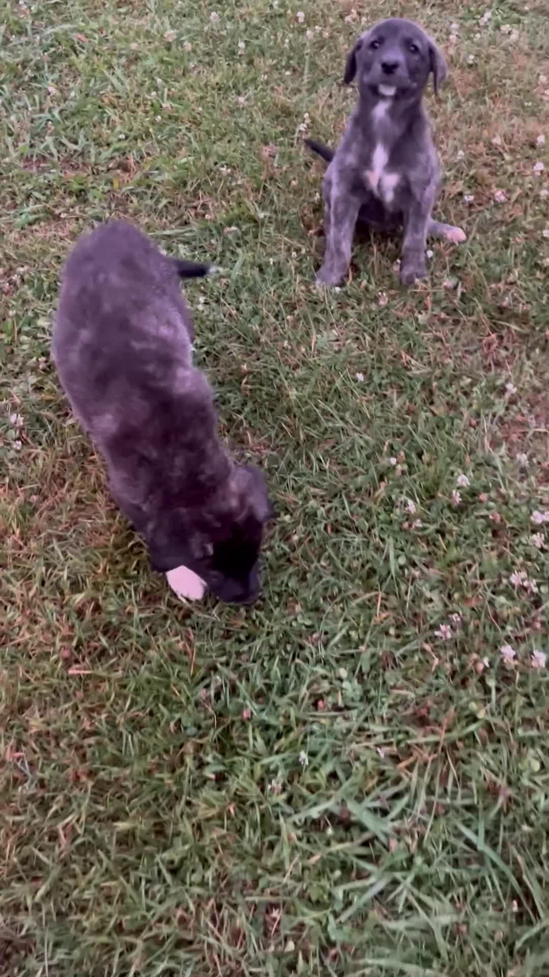 Mixed Breed dogs for sale: Mixed Breed Puppy 2 - Video 1