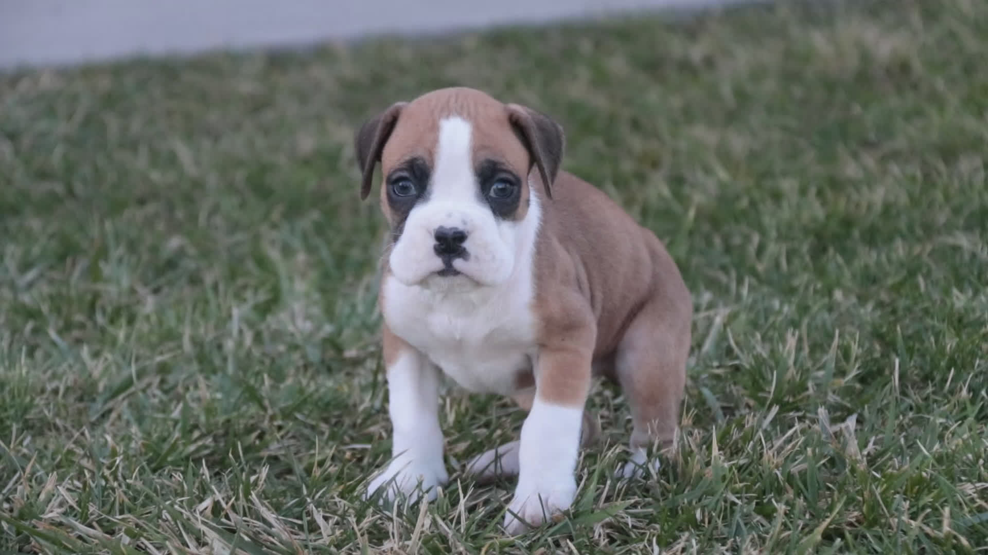 Boxer dogs for sale: Sam - Video 1