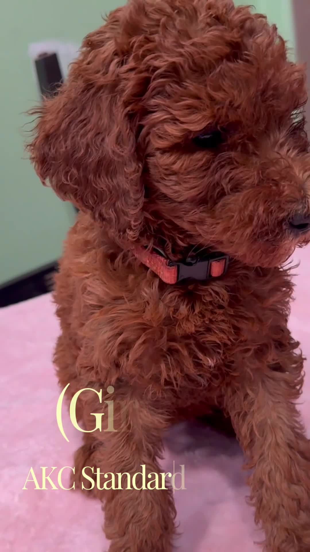 Standard Poodle dogs for sale: Joy  - Video 1