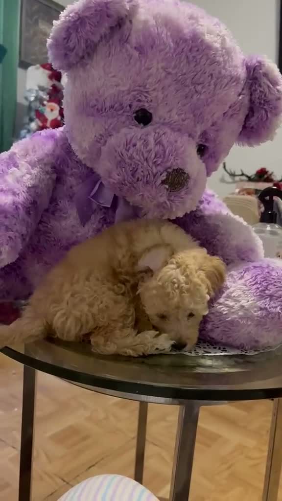 Mixed Breed dogs for sale: Adorable Female Toy Poodle 2lbs  - Video 1