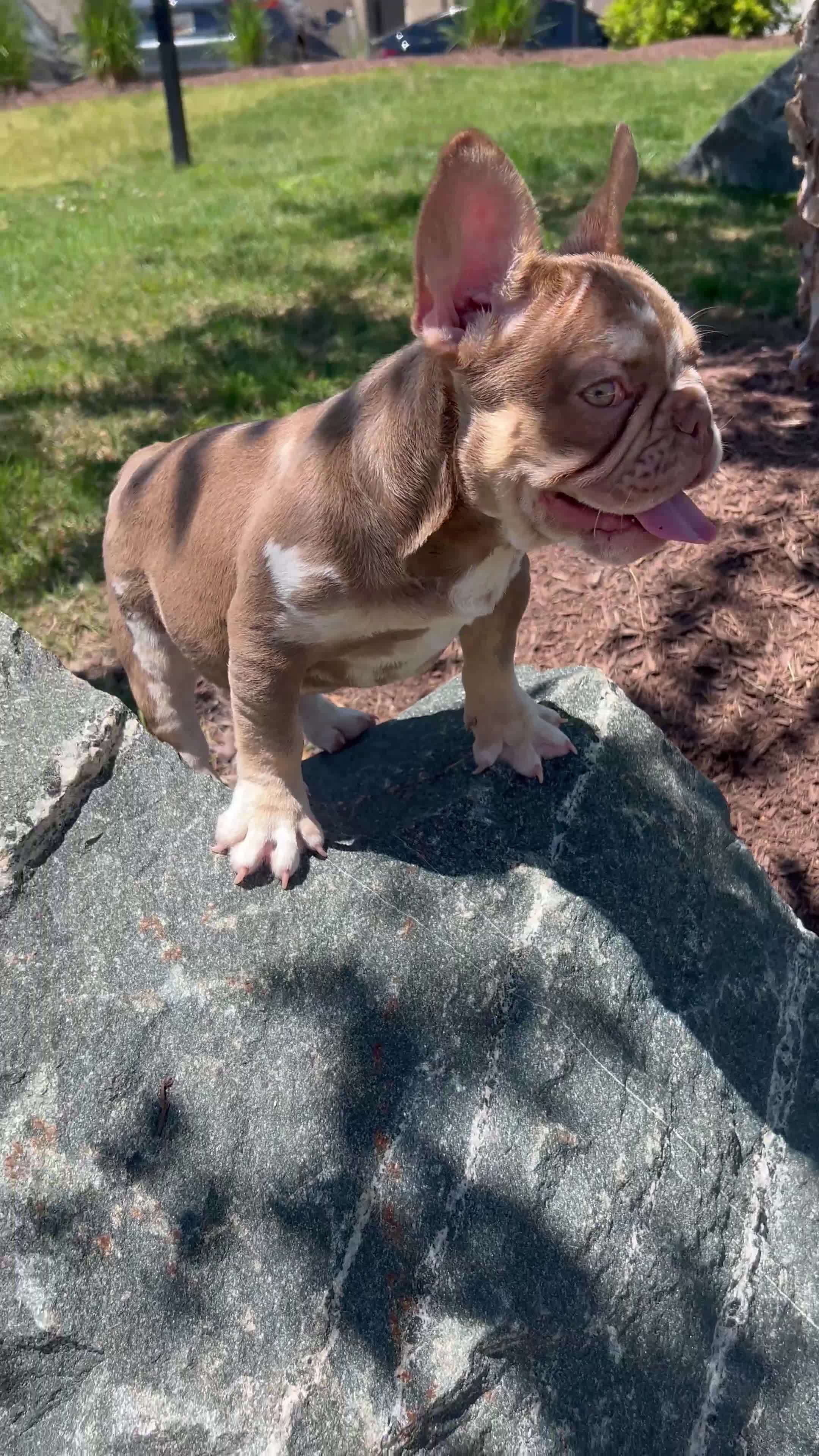 French Bulldog dogs for sale: RiRi - Video 2