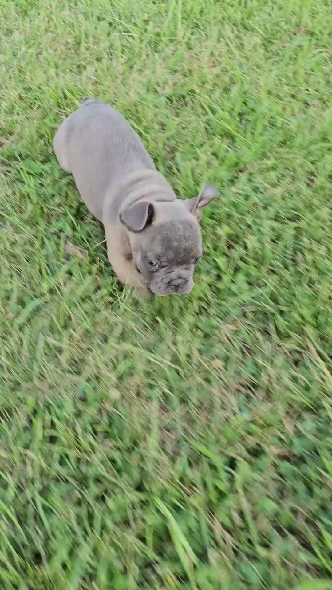 French Bulldog dogs for sale: Gus - Video 3
