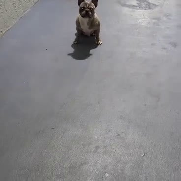 French Bulldog dogs for sale: French Bulldog Puppy 2 - Video 1