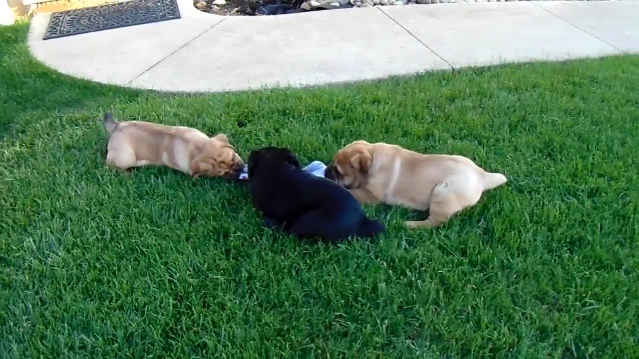 Mixed Breed dogs for sale: Ike - Video 4