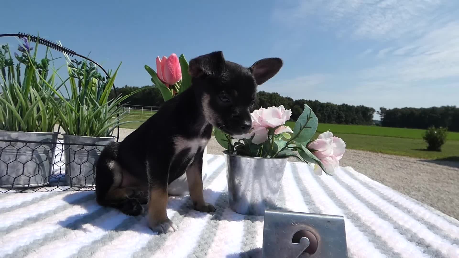 Chihuahua dogs for sale: Chihuahua 2 Marco - Video 1