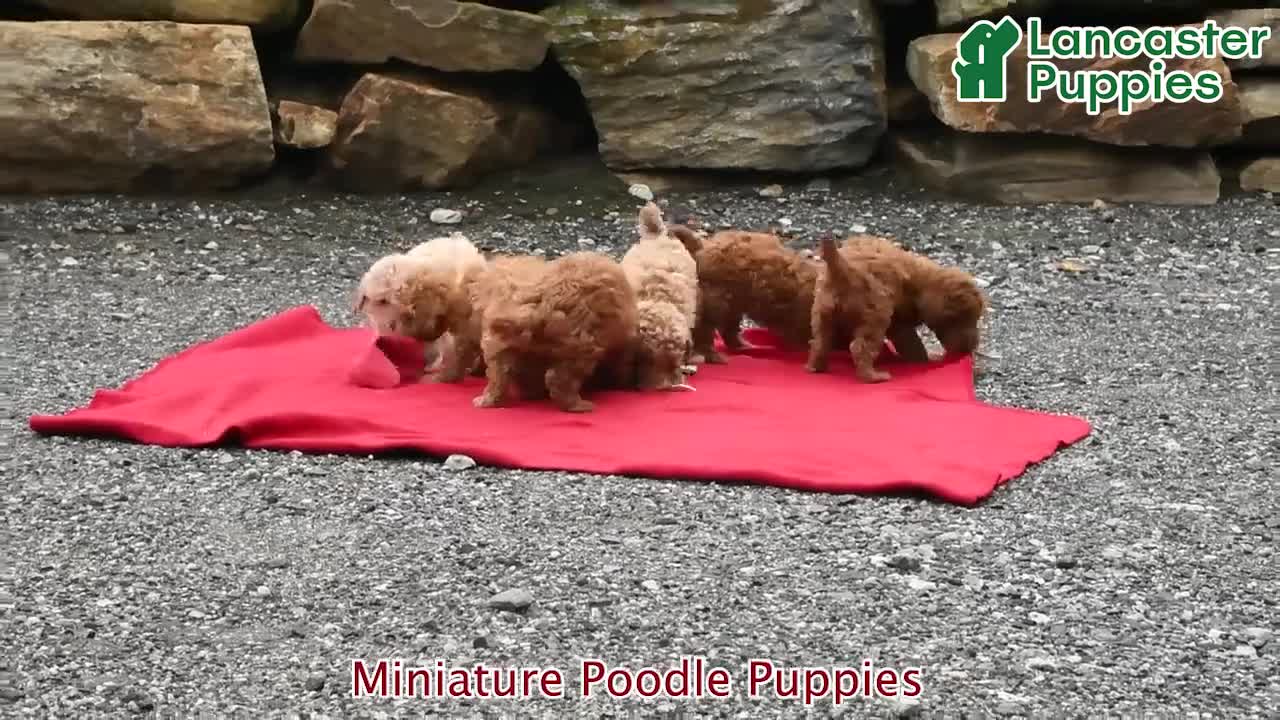 Miniature Poodle dogs for sale: Strawberry - Video 1