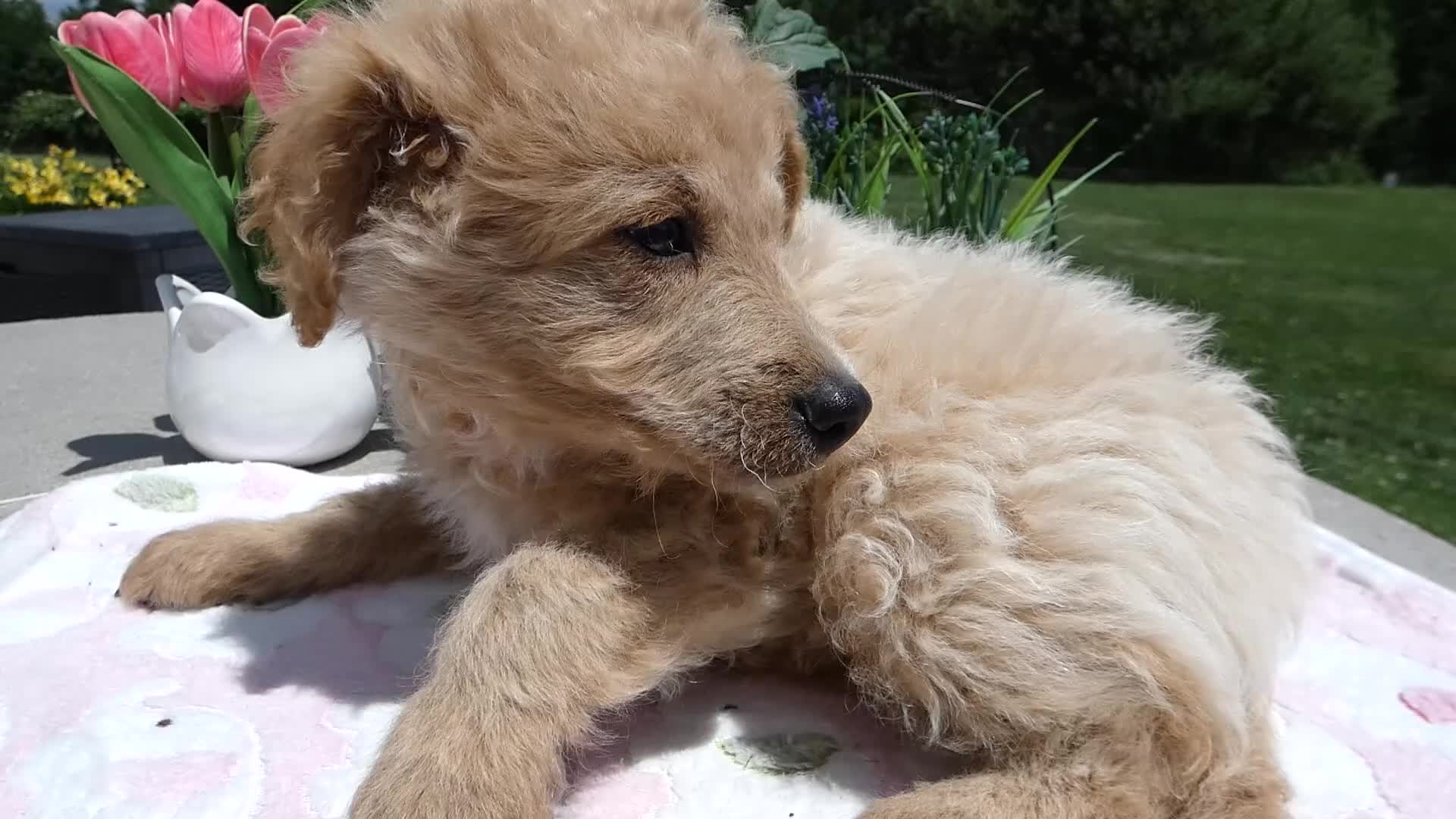 Mini Aussiedoodle dogs for sale: Mini Aussiedoodle 6 Bono - Video 1