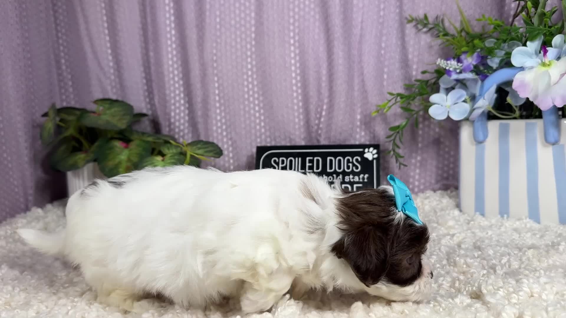 Shihpoo dogs for sale: Shihpoo 3 - Video 1