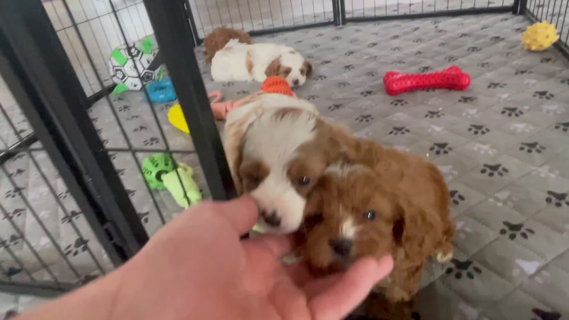 Cavapoo dogs for sale: Ms. Nadia - Video 1