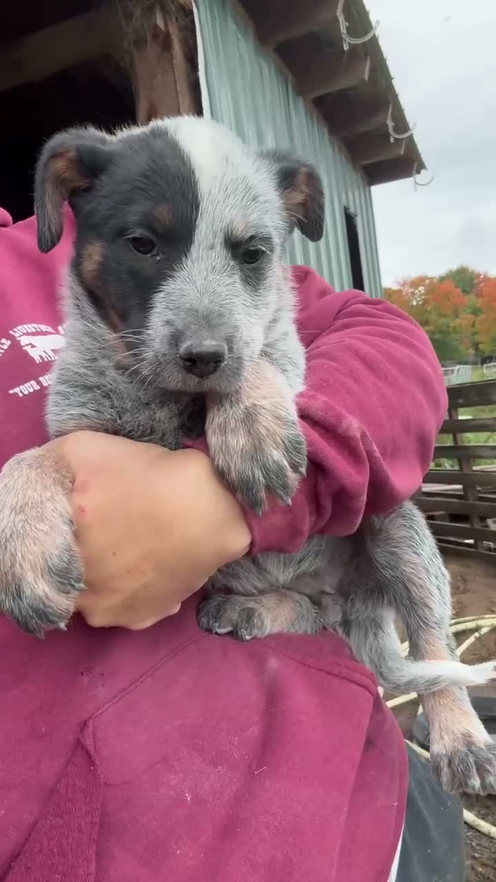 Australian Cattle Dog dogs for sale: Chloe - Video 1