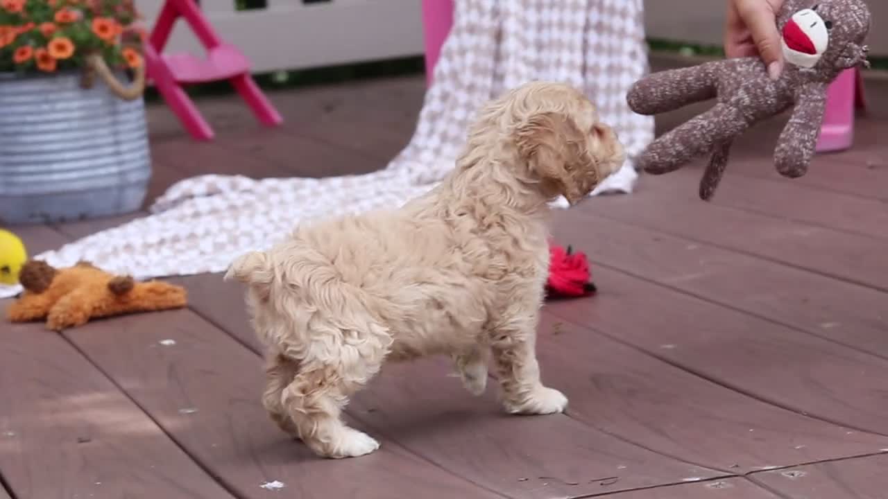 Cocker Spaniel dogs for sale: Milo - Video 4