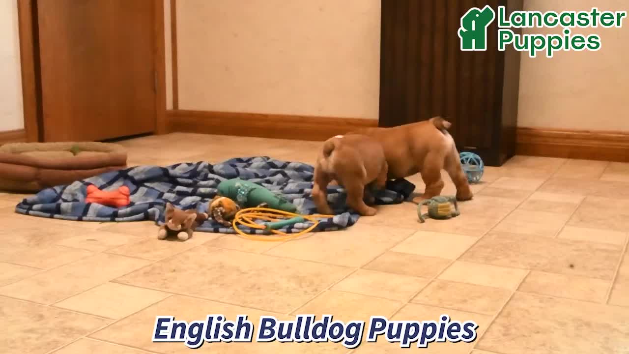 English Bulldog dogs for sale: Tessie - Video 1