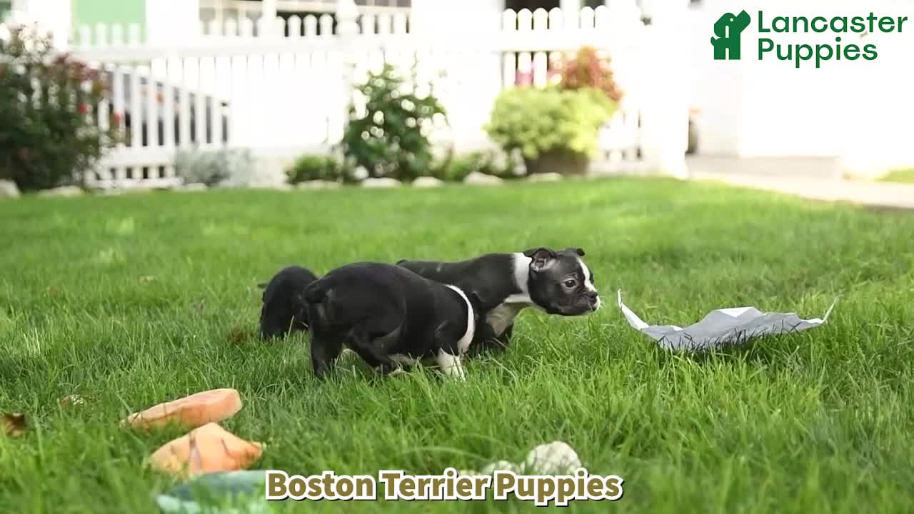 Boston Terrier dogs for sale: Beatrice - Video 1