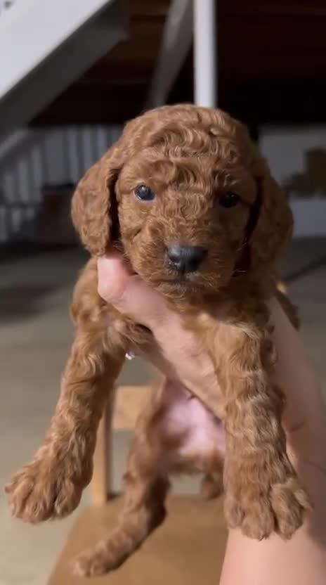 Toy Poodle dogs for sale: CHICO - ACA TOY POODLE - Video 3