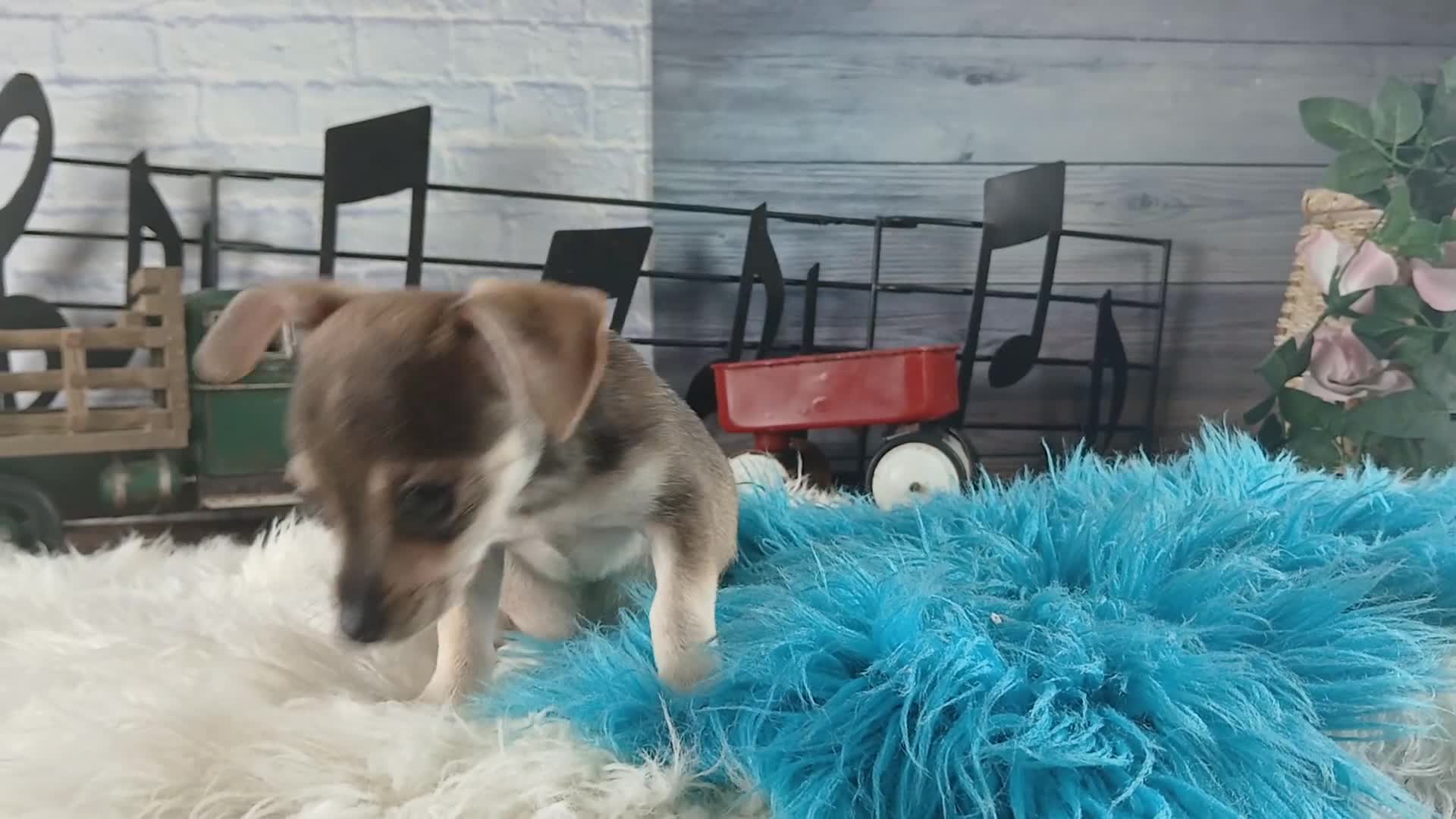 Chihuahua dogs for sale: White girl chi 2. Hand delivery  - Video 3