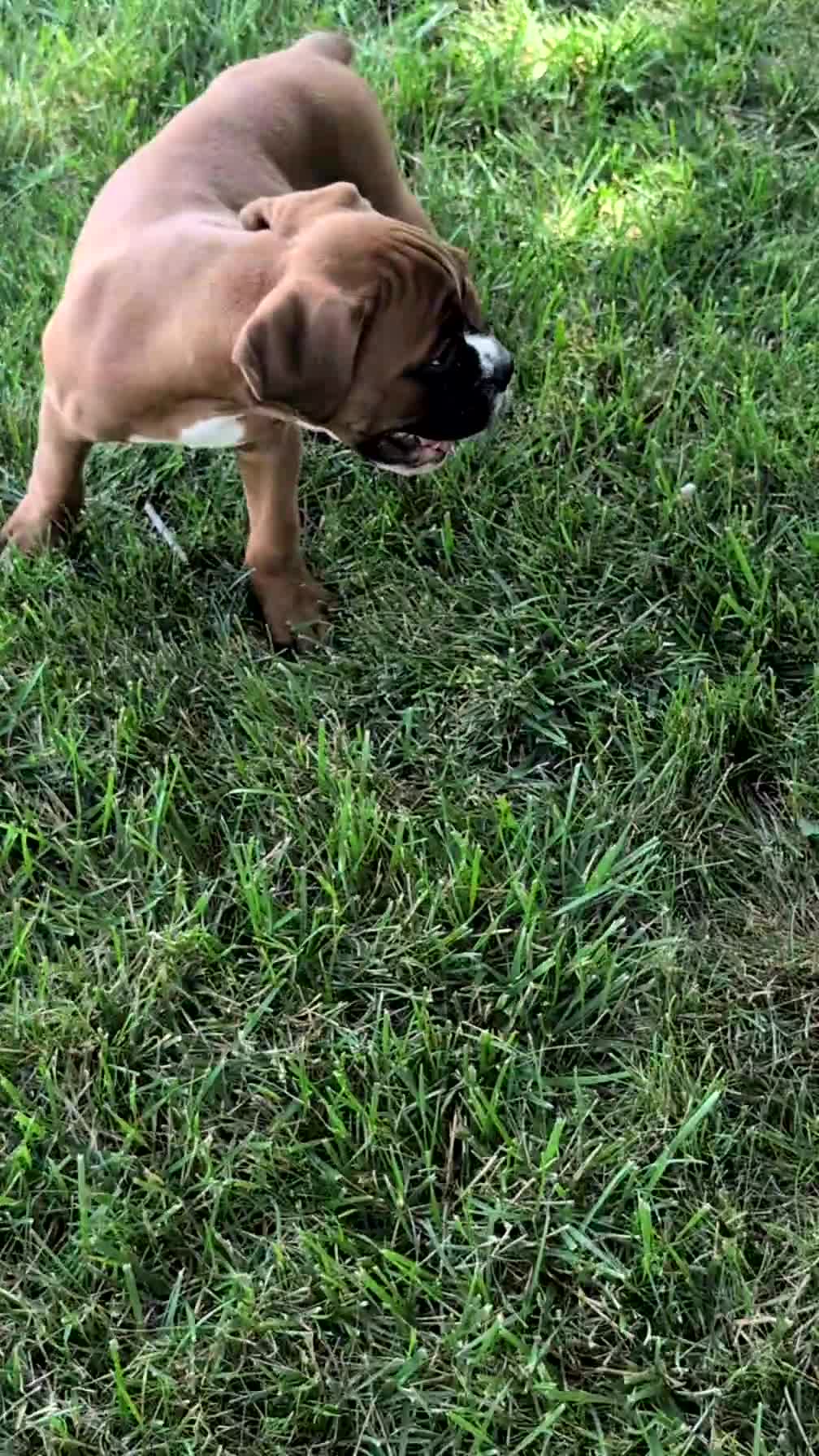 Boxer dogs for sale: Kip - Video 1