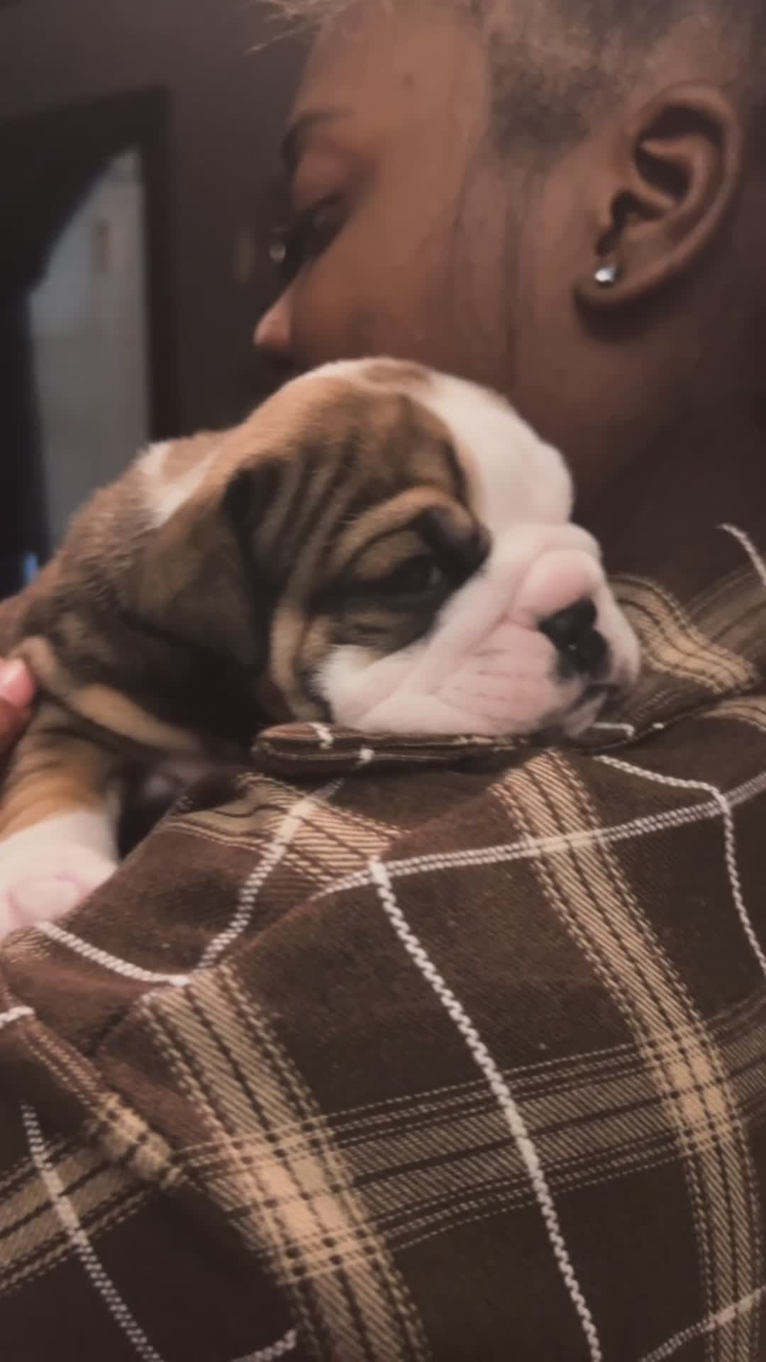 English Bulldog dogs for sale: English Bulldog 1 - Video 1