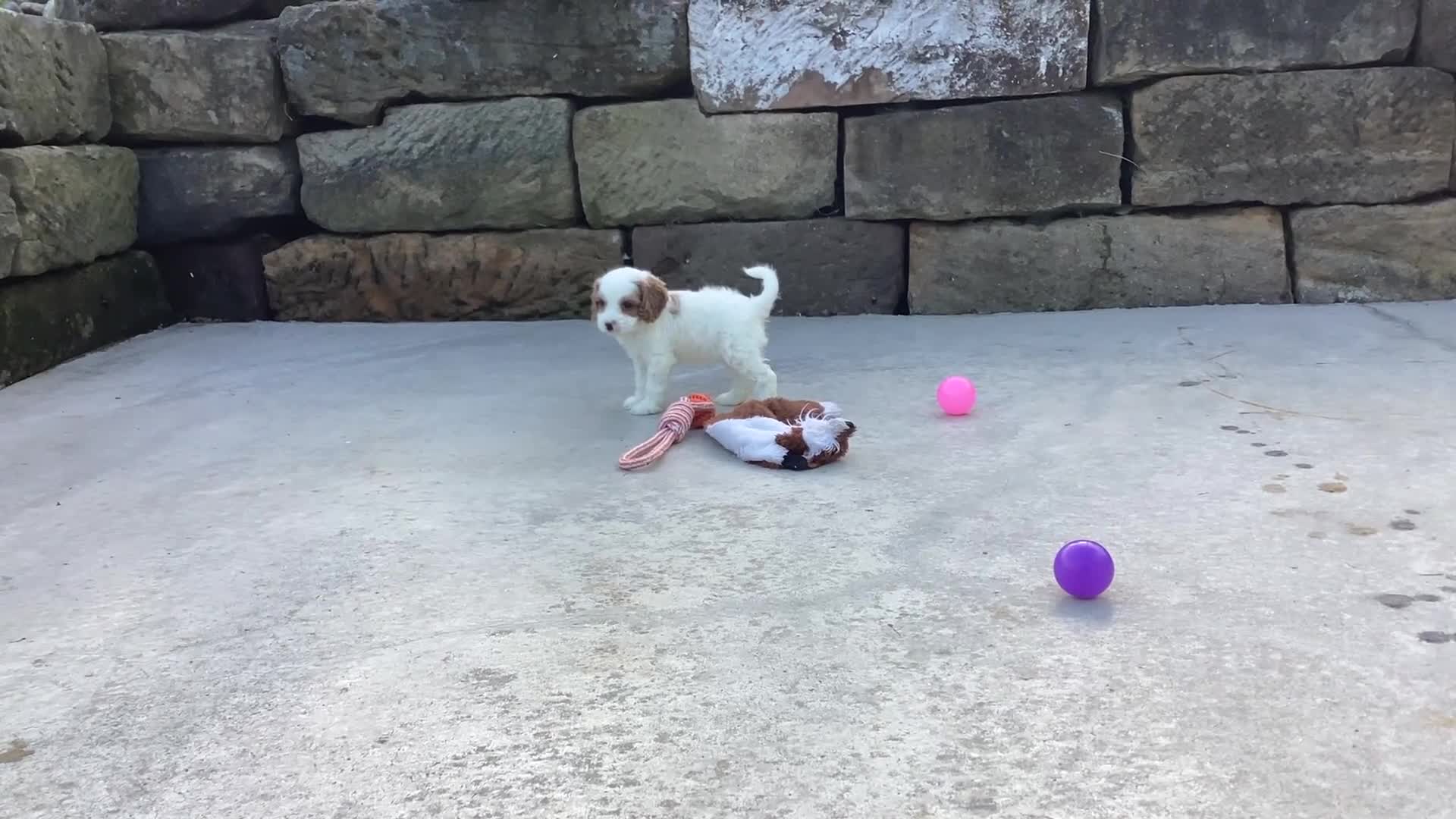 Cavapoo dogs for sale: Wyatt - Video 1