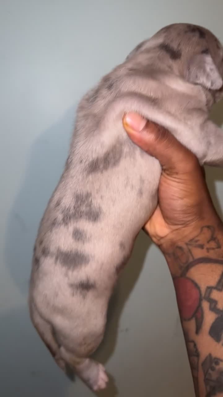 American Bully dogs for sale: American Bully Puppy 1 - Video 1