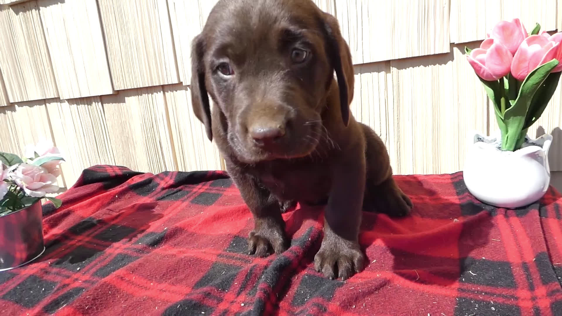 Labrador Retriever dogs for sale: Labrador Retriever Puppy 8 Marcy - Video 1