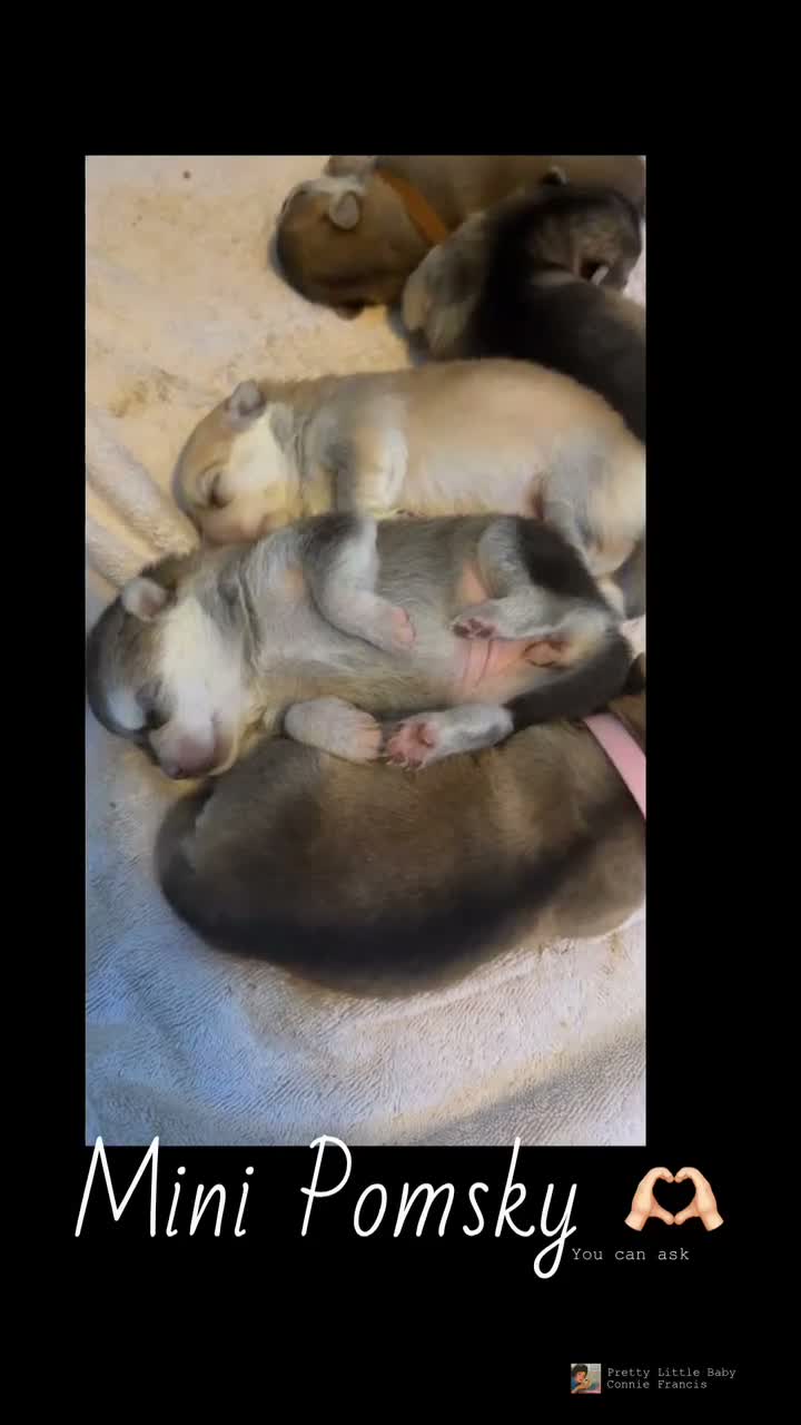 Pomsky dogs for sale: Pomsky 5 - Video 1