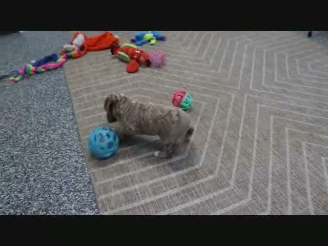 Mini Goldendoodle dogs for sale: Fallon - Video 4