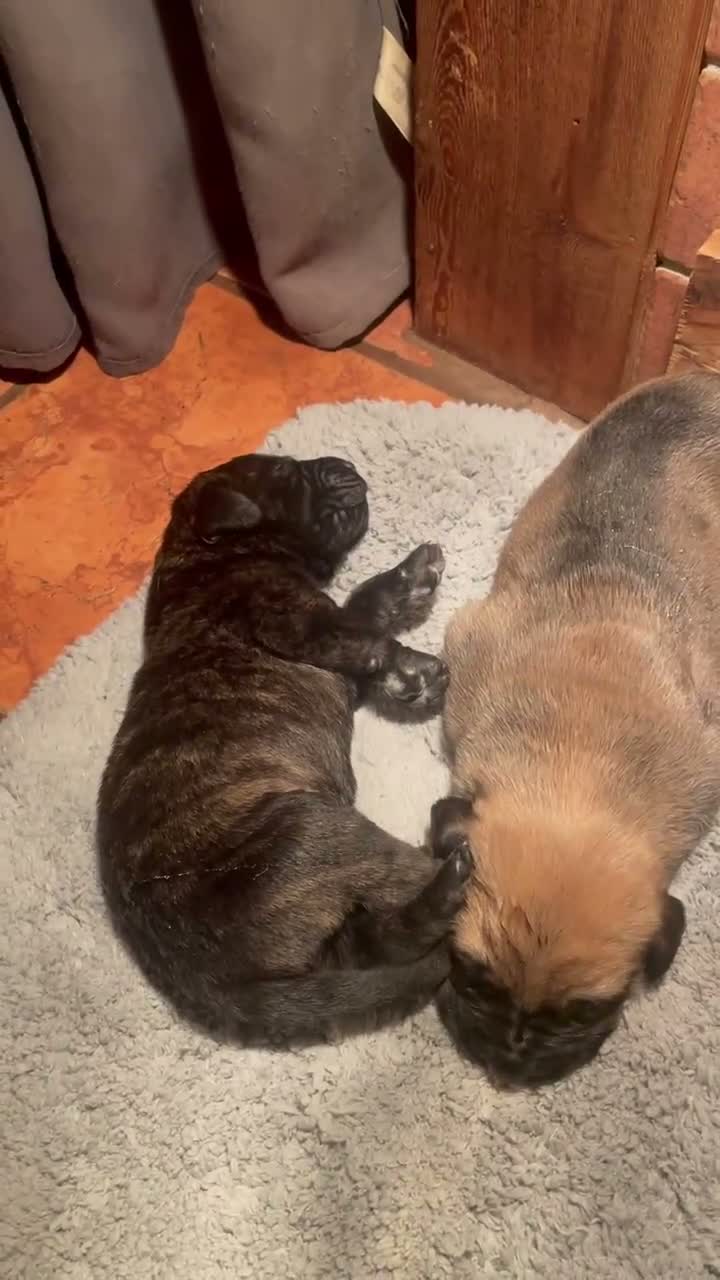 English Mastiff dogs for sale: English Mastiff 1 - Video 1