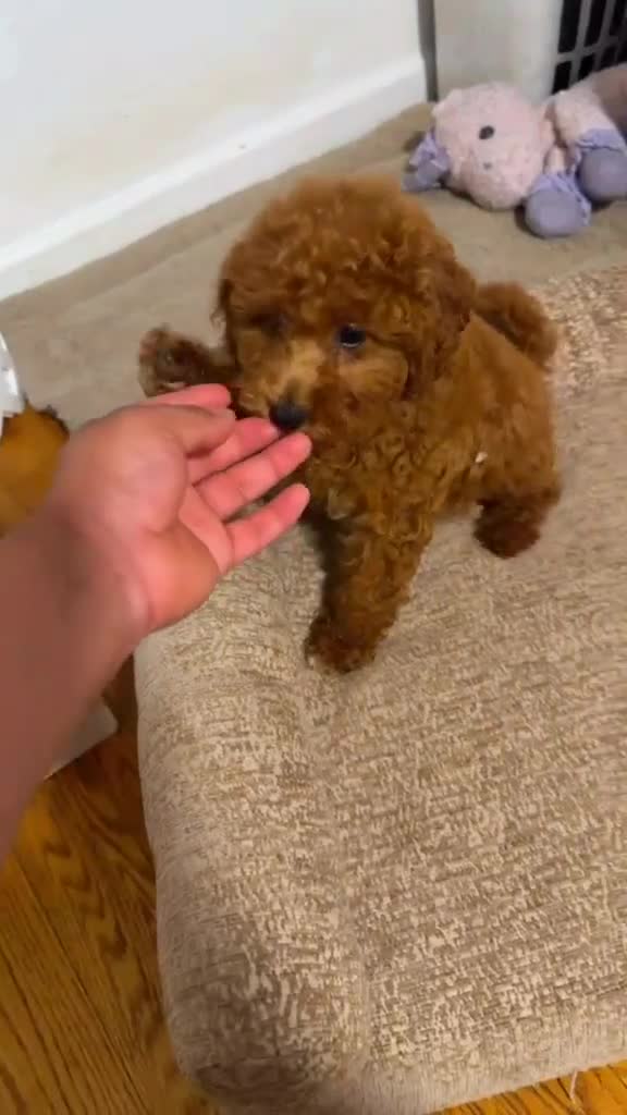 Miniature Poodle dogs for sale: Miniature Poodle 3 - Video 1