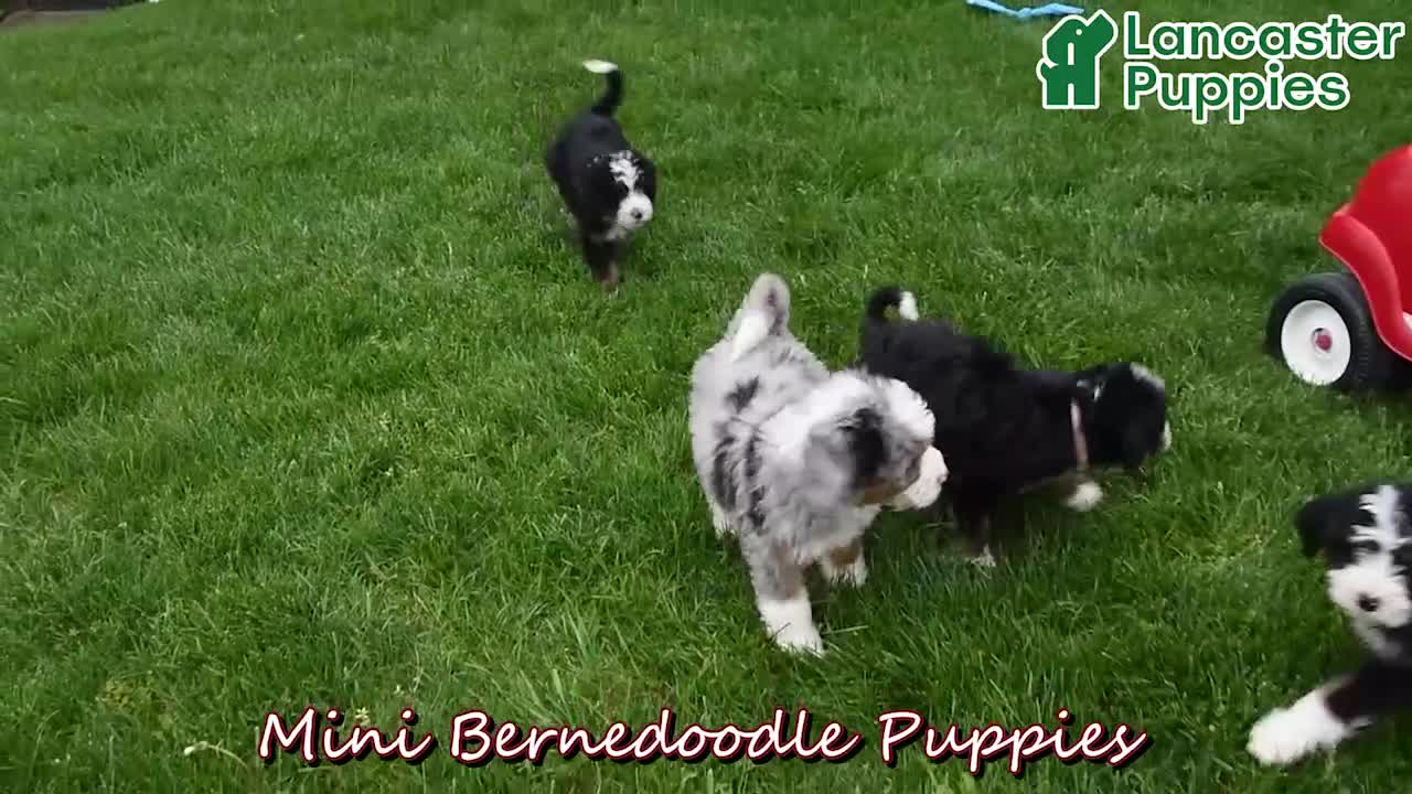 Mini Bernedoodle dogs for sale: River - Video 1
