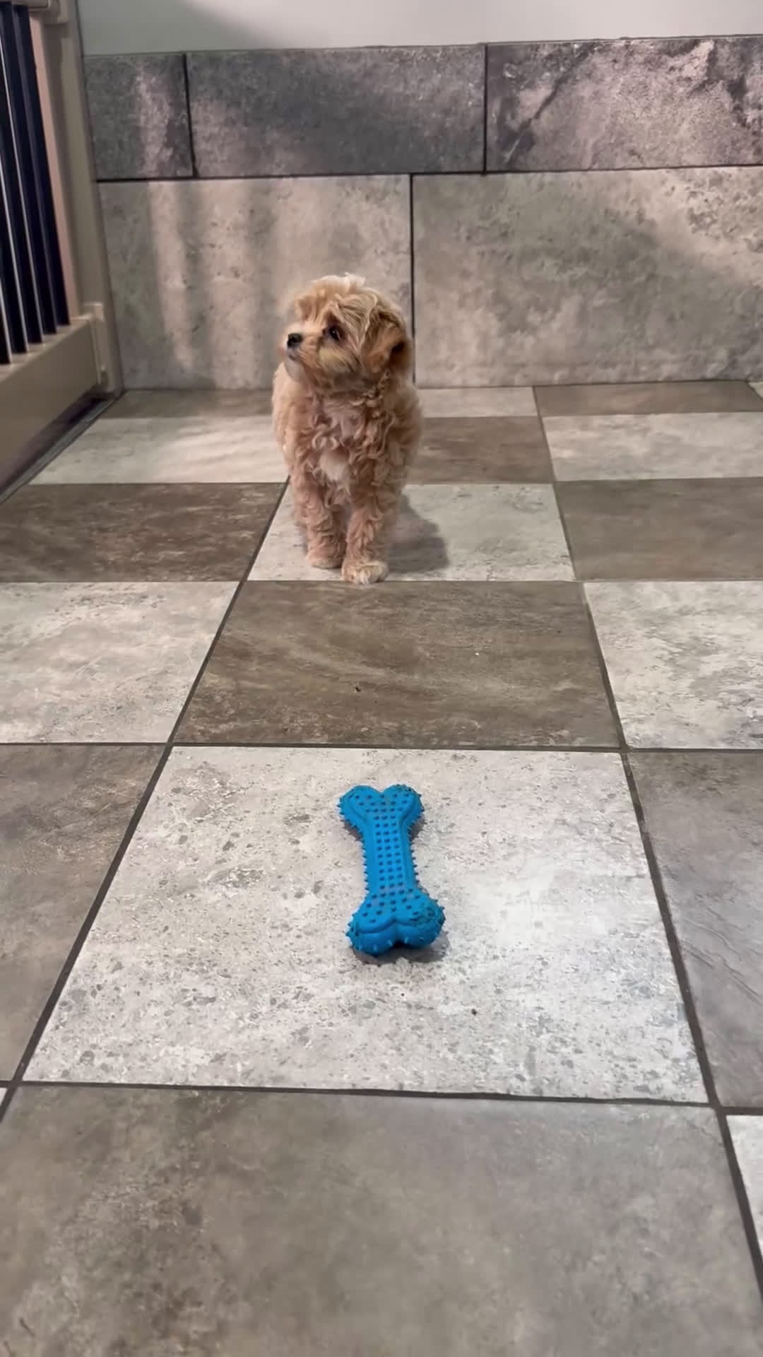 Maltipoo dogs for sale: Hunter - Video 1