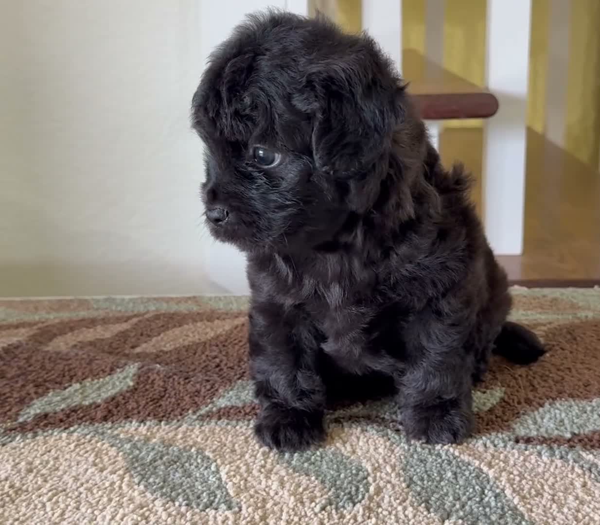 Mixed Breed dogs for sale: Shadow - Video 1
