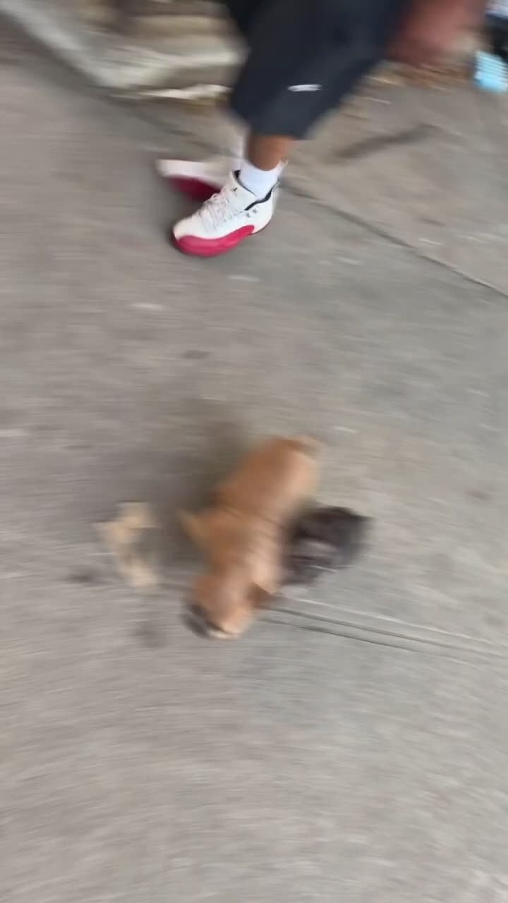 French Bulldog dogs for sale: French Bulldog 1 - Video 1
