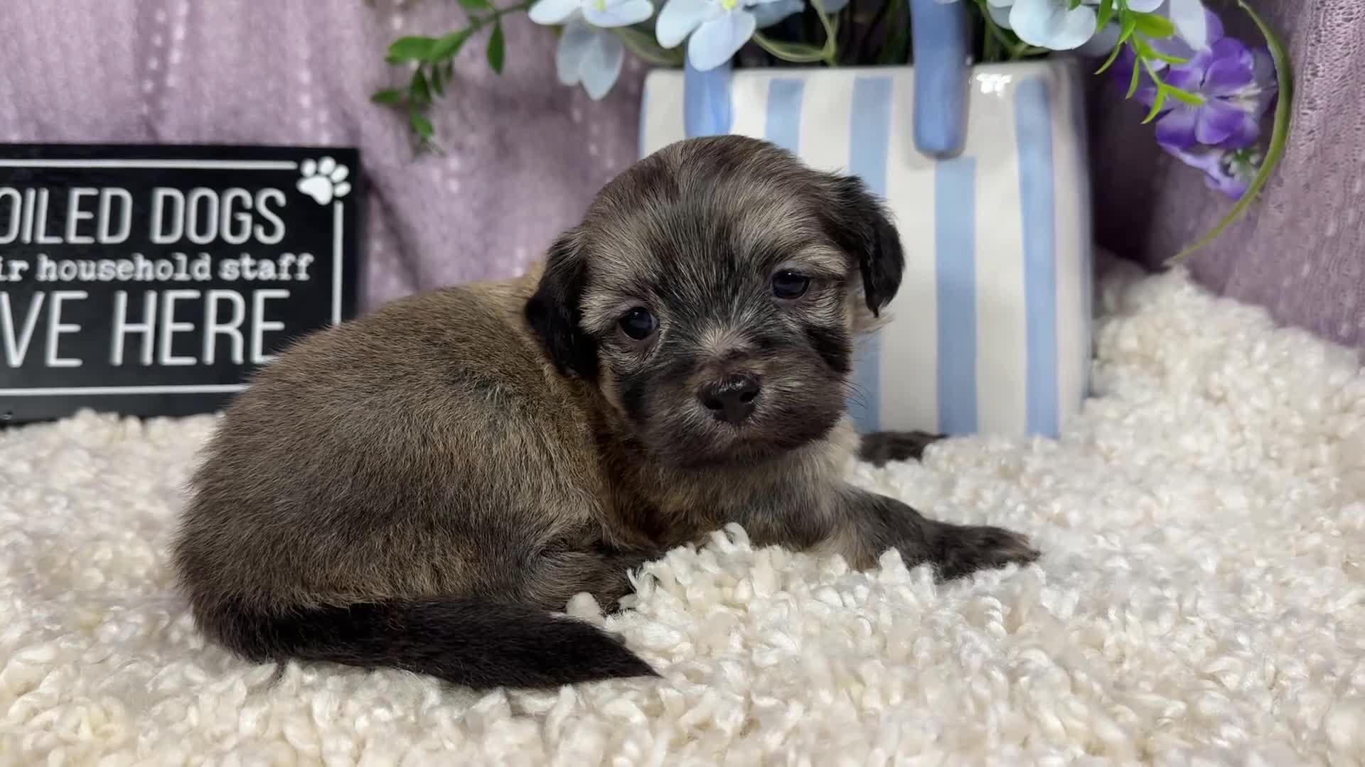 Havanese dogs for sale: Havanese 2 - Video 1